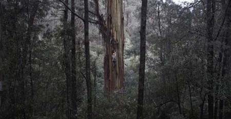 ACMI　Fell