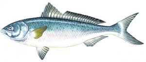 お魚図鑑 メルボルンで買える 食べられるお魚 Page2 Dengon Net メルボルン