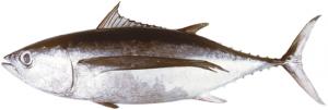 Albacore(Tuna)　ビンナガマグロ
