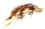  Anago
