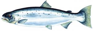 Atlantic Salmon タイセイヨウサーモン