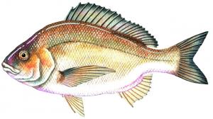 Bream クロダイ、チヌ