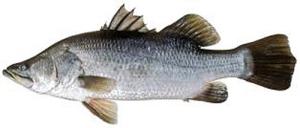 Barramundi バラマンディ