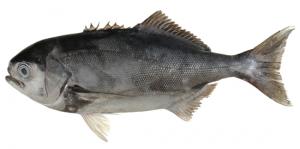 Blue Eye(Blue Eye Cod, Blue Eye Trevally) メダイ