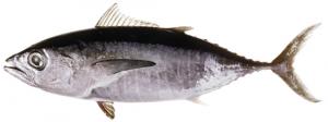 Bluefin Tuna　ミナミマグロ 