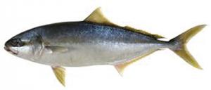 King Fish(Hiramasa) ブリ、ハマチ(ヒラマサ)