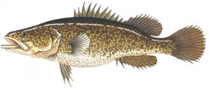 Murray Cod マレーコッド