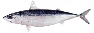 (Blue)Mackerel サバ(ゴマサバ)
