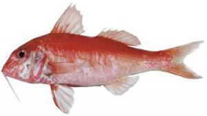 Red Mullet ヒメジ