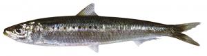 Sardine イワシ