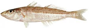 Silver(School) Whiting シロキス