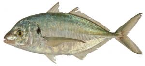 Sliver Trevally シマアジ(平アジ)