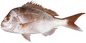 Snapper タイ