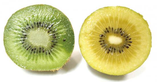 キウイフルーツ  Kiwifruit