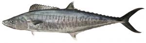 Spanish Mackerel　サワラ