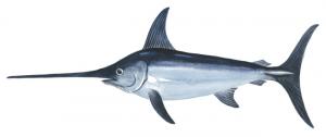 Swordfish　メカジキ