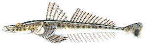 FLATHEAD コチ