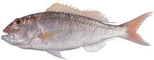 Goldband Snapper イトヨリダイ