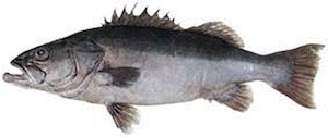 Hapuka イシナギ