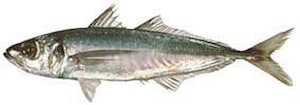 Jack Mackerel　アジ