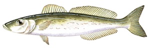 KING GEORGE WHITING　ダイオウギス