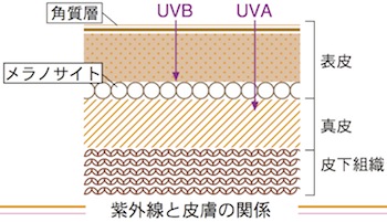 紫外線と皮膚の関係