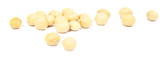 大豆　Soybean